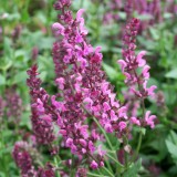Foltz plant