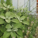 Foltz plant
