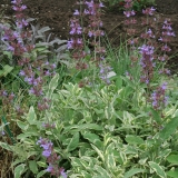 Foltz plant