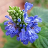Foltz plant