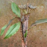 Foltz plant