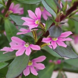 Foltz plant