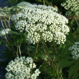 Foltz plant