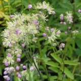 Foltz plant