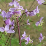 Foltz plant