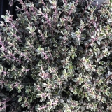 Foltz plant