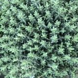 Foltz plant