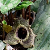 Foltz plant