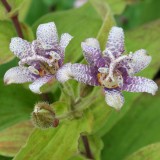 Foltz plant