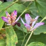 Foltz plant