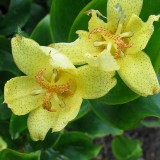 Foltz plant