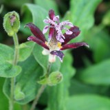 Foltz plant
