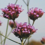 Foltz plant