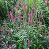 Foltz plant