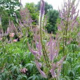 Foltz plant