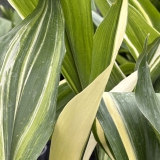 Foltz plant