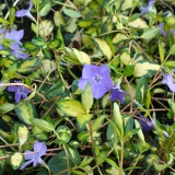 Foltz plant