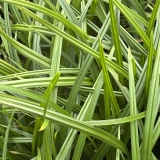 Foltz plant