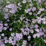 Foltz plant