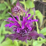 Foltz plant