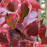 Foltz plant