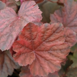 Foltz plant