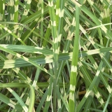 Foltz plant