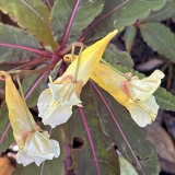 Foltz plant