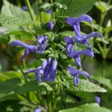 Foltz plant