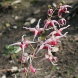 Foltz plant