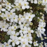 Foltz plant