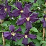 Foltz plant