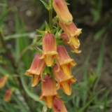 Foltz plant