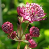 Foltz plant