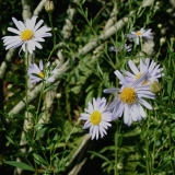 Foltz plant