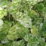 Foltz plant