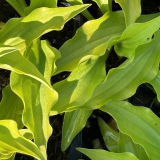Foltz plant