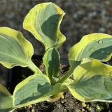 Foltz plant