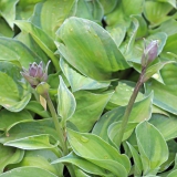 Foltz plant