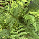 Foltz plant