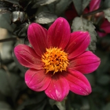 Foltz plant
