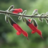 Foltz plant