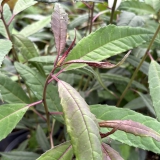 Foltz plant