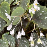 Foltz plant