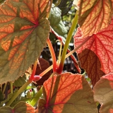 Foltz plant