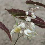 Foltz plant