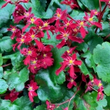Foltz plant