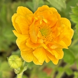 Foltz plant
