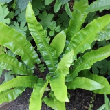 Foltz plant