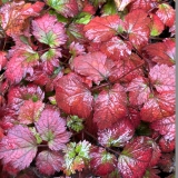 Foltz plant